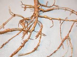 uploads/images/pest/cotton nematodes.jpg